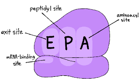 <p></p><ul><li><p>sites in ribosome for translation</p></li><li><p>A site - arrival - entrypoint for incoming tRNA carrying an amino acid</p></li><li><p>p site - peptide bond formed between new amino acid and chain; first tRNA binds here during initiation of translation</p></li><li><p>E site - exit - empty tRNA exits </p></li></ul><p></p>