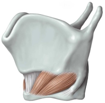 <p>Cricothyroid (CT) function:</p>