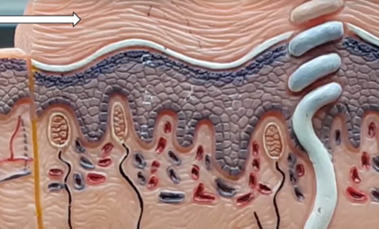<p>name the structure/layer</p>