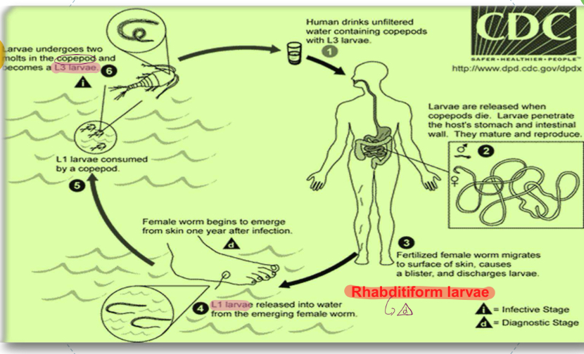 <p>Lifecycle of?</p>