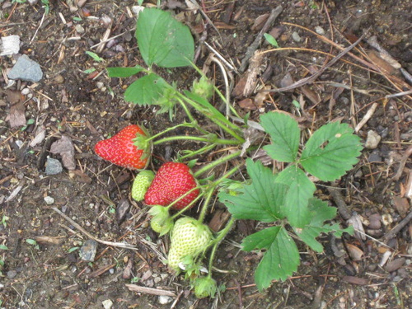 <p>Above ground stem lying on ground</p><p>ex. strawberries</p>