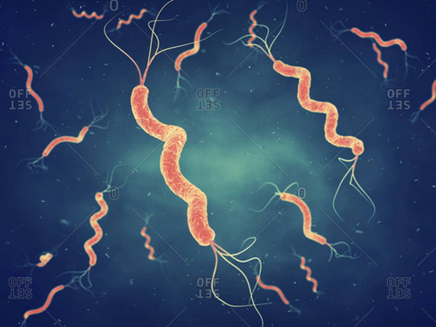 <p>-vibrio</p><p>-wavy cell</p>