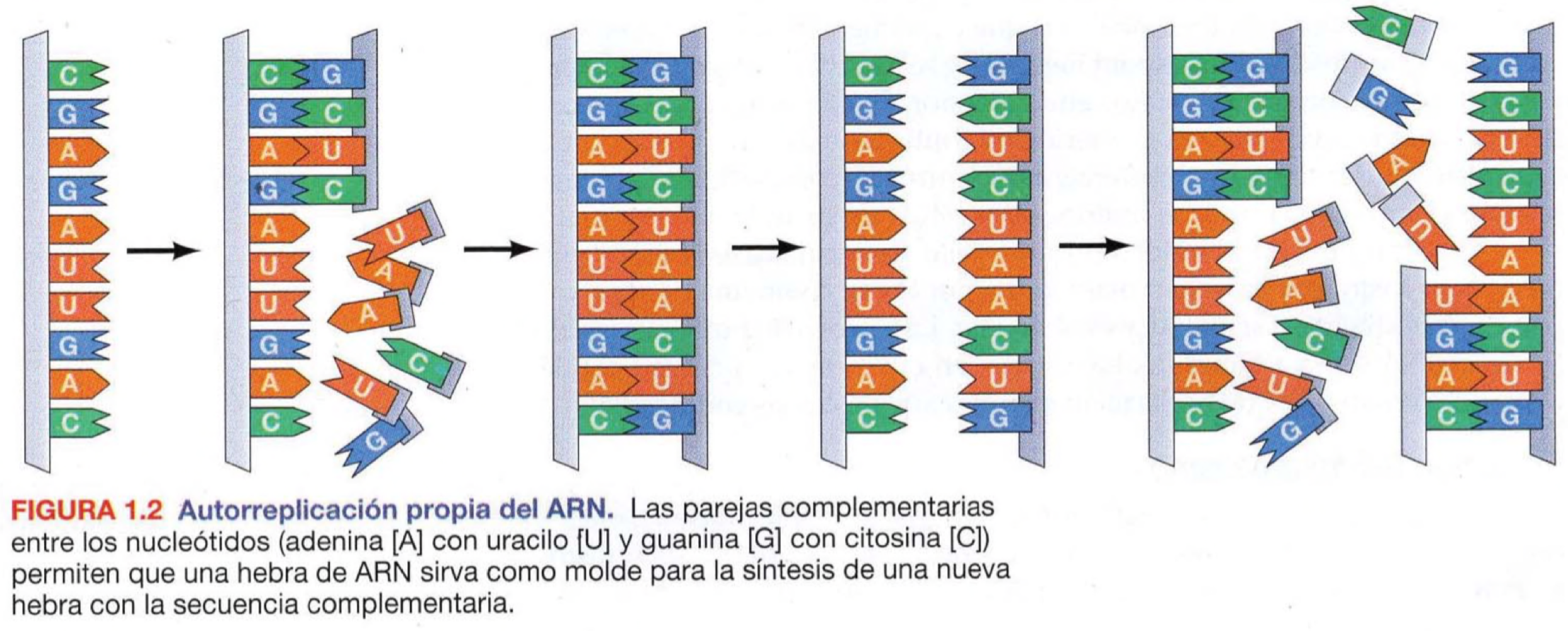 Nota como Adenina (A) va con Uracilo (U) y Guanina (G) con Citosina (C) 