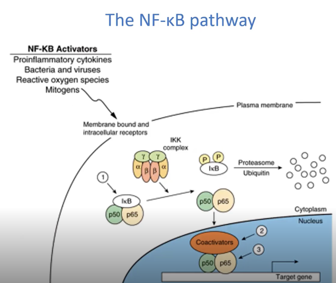<p><span style="background-color: transparent;"><strong><span>NF-κB pathway:</span></strong></span></p><p><span><span>__________ RESPONSE</span></span></p><ul><li><p><span><span>___ phosphorylated to ___ and ___ and activate transcription that leads to inflammation, regulated by ___________</span></span></p></li></ul><p></p>
