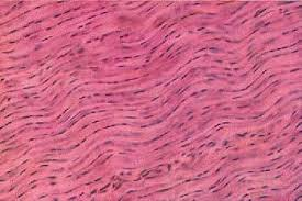<p>fibers are parallel to each other, enhancing tensile strength and resistance to stretching in the direction of the fiber orientations</p><ul><li><p><strong>attaches muscle to bones or to muscles</strong>; attaches bones to bones, withstands great tensile strength when pulling force is applied in ONE direction</p></li><li><p>makes up / located in <strong>tendons, ligaments</strong>, and layer under the epidermis</p></li><li><p>collagen fibers are densely packed and run parallel to each other, creating a "wavy-hair" like pattern.</p></li></ul><p></p>