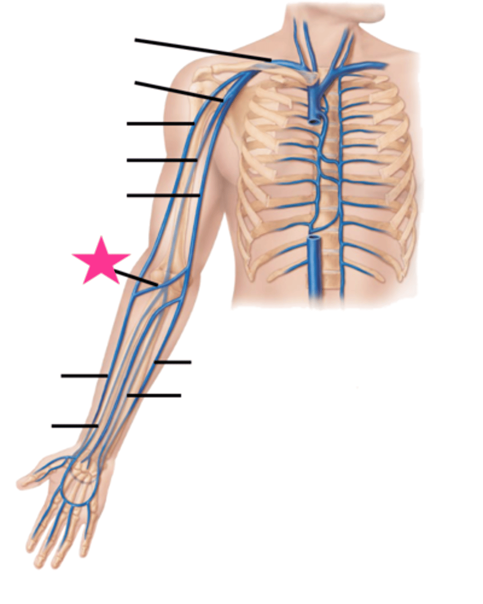 <p>Medial cubital vein</p>