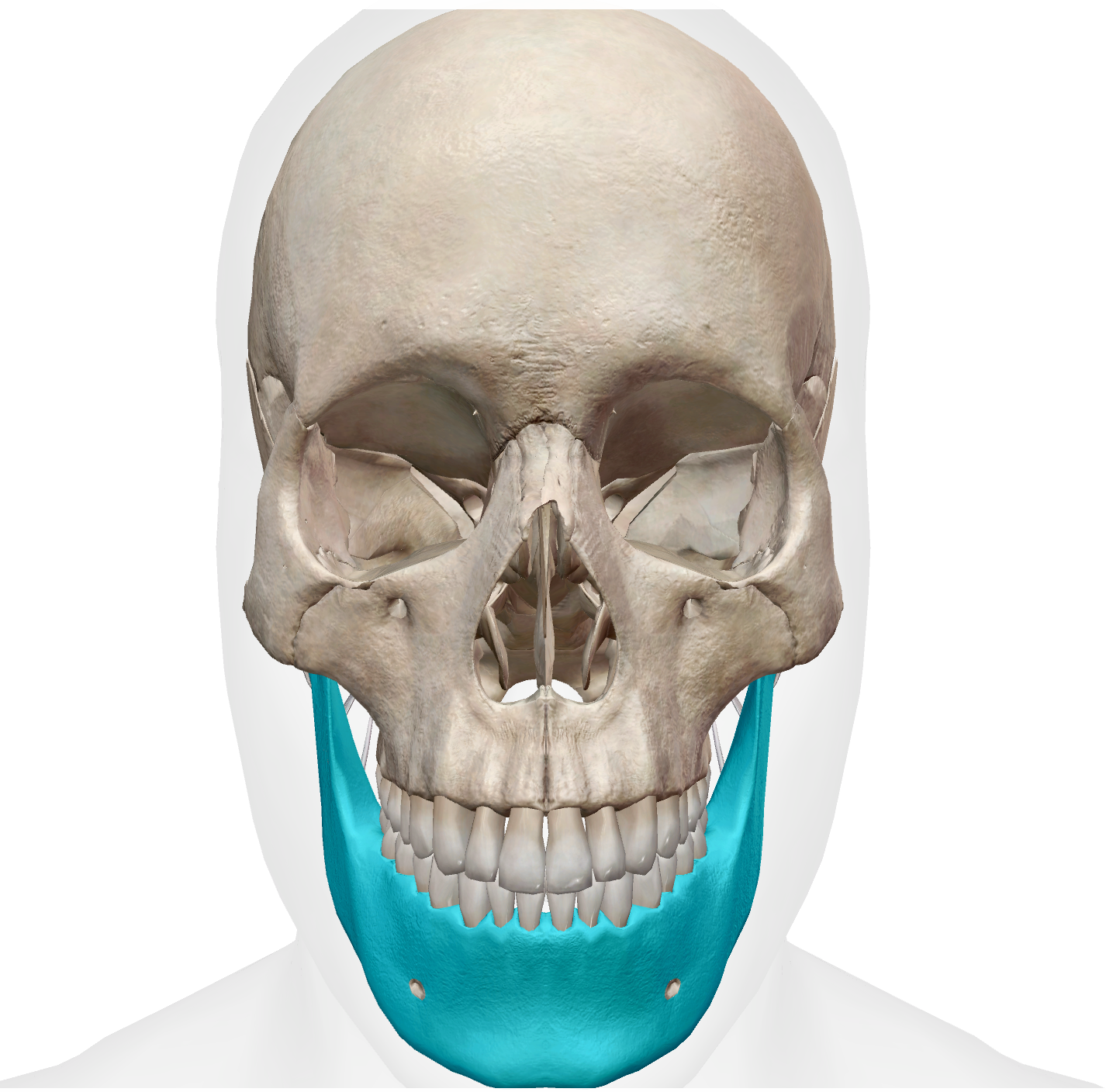 <p>jaw bone </p>