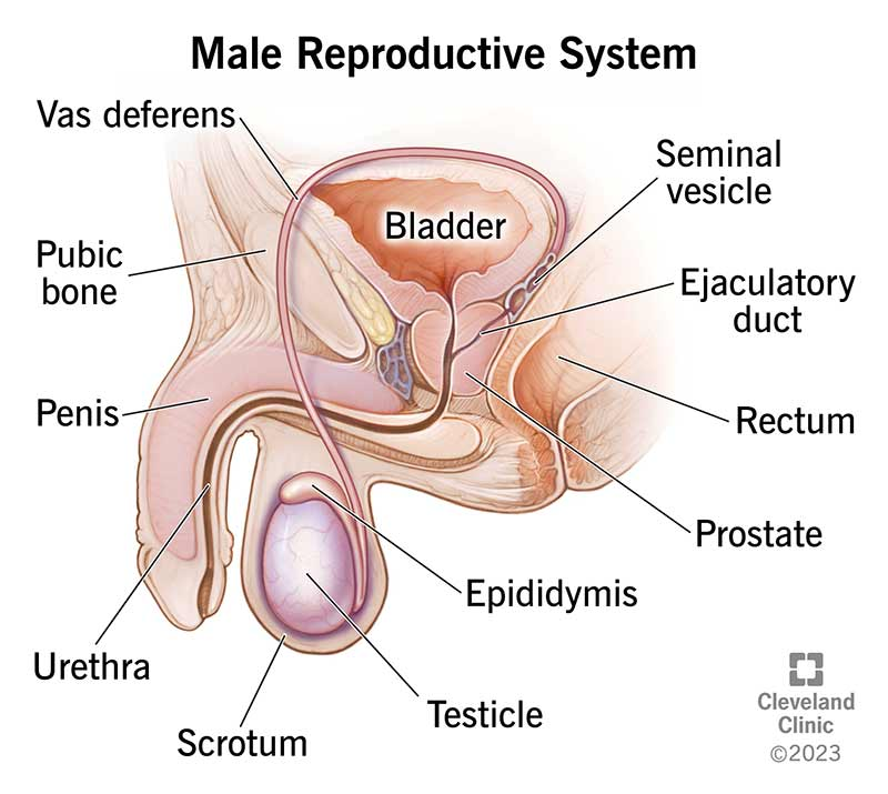 A reservoir that stores sperm before ejaculation, secretes some of the seminal fluid and serves as passageways for sperm 