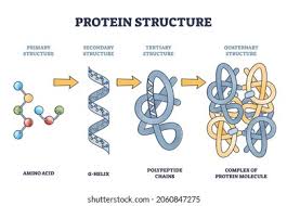 <ol><li><p>protein</p></li></ol><p></p>