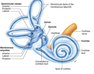 <p>Our sense of equilibrium or balance</p><ul><li><p>Semicircular canals in the inner ear are filled with fluid</p></li><li><p>Information is sent to parts of the brainstem that control eye muscles</p></li></ul><p></p>