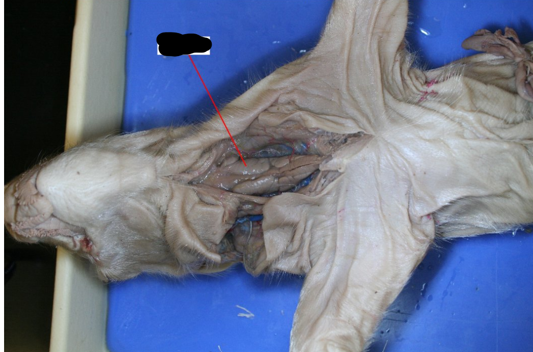<p>An organ located in the upper chest that is involved in the development of T-cells, playing a crucial role in immunity. </p>
