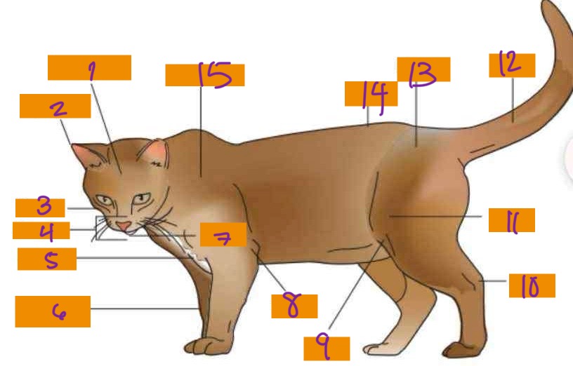 <p>12</p>