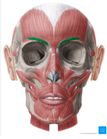 <p>Origin: Nasal bridge and orbicularis oculi</p><p>Insertion: Skin of the eyebrow</p><p>Action: Depresses the middle part of the eyebrows and brings them together as in frowning.</p>