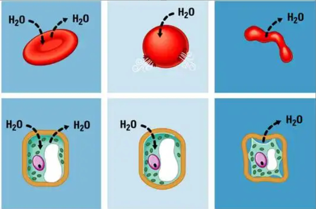 <p>What type of solution is the FAR RIGHT cell in?</p>