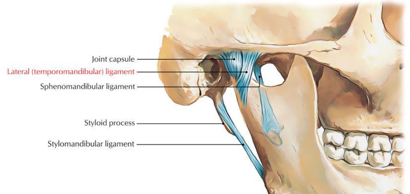 <p>A key ligament supporting the temporomandibular joint.</p>