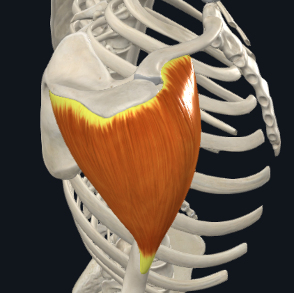 <p>Deltoid</p>