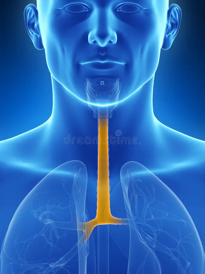 <p>windpipe, connects larynx to bronchi</p>