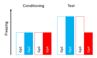 <p>Pre-cond = prevent configural representation forming (prefer to use)</p><ul><li><p>Lead to process elements independently —&gt; Thus equiv freezing to controls</p></li><li><p>Only contextual conditioning</p></li></ul><p></p><p>Post-cond = allowed configural representation formation</p><ul><li><p>Post-lesion prevented <strong><u>RETRIEVAL</u></strong></p></li><li><p>Thus no fear displayed</p></li></ul><p></p>