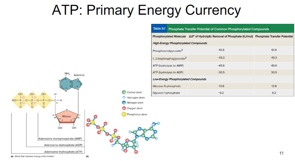 <p>ATP</p>