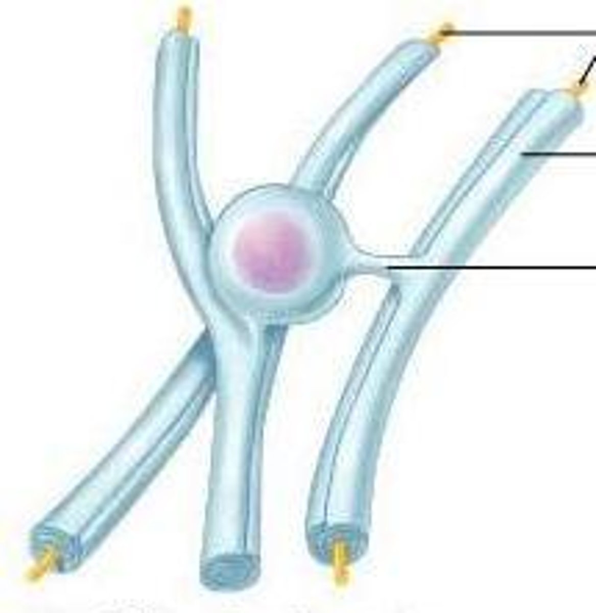 <p>ogliodendrocytes</p>