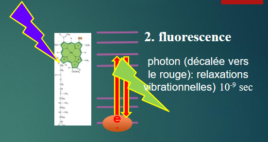 <ul><li><p>L'énergie est réémise sous forme de lumière (photon décalé vers le rouge).</p></li><li><p>C'est une perte d'énergie pour le processus photosynthétique.</p></li></ul><p></p>