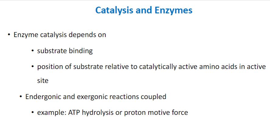 <p>Catalyst and enzymes</p>