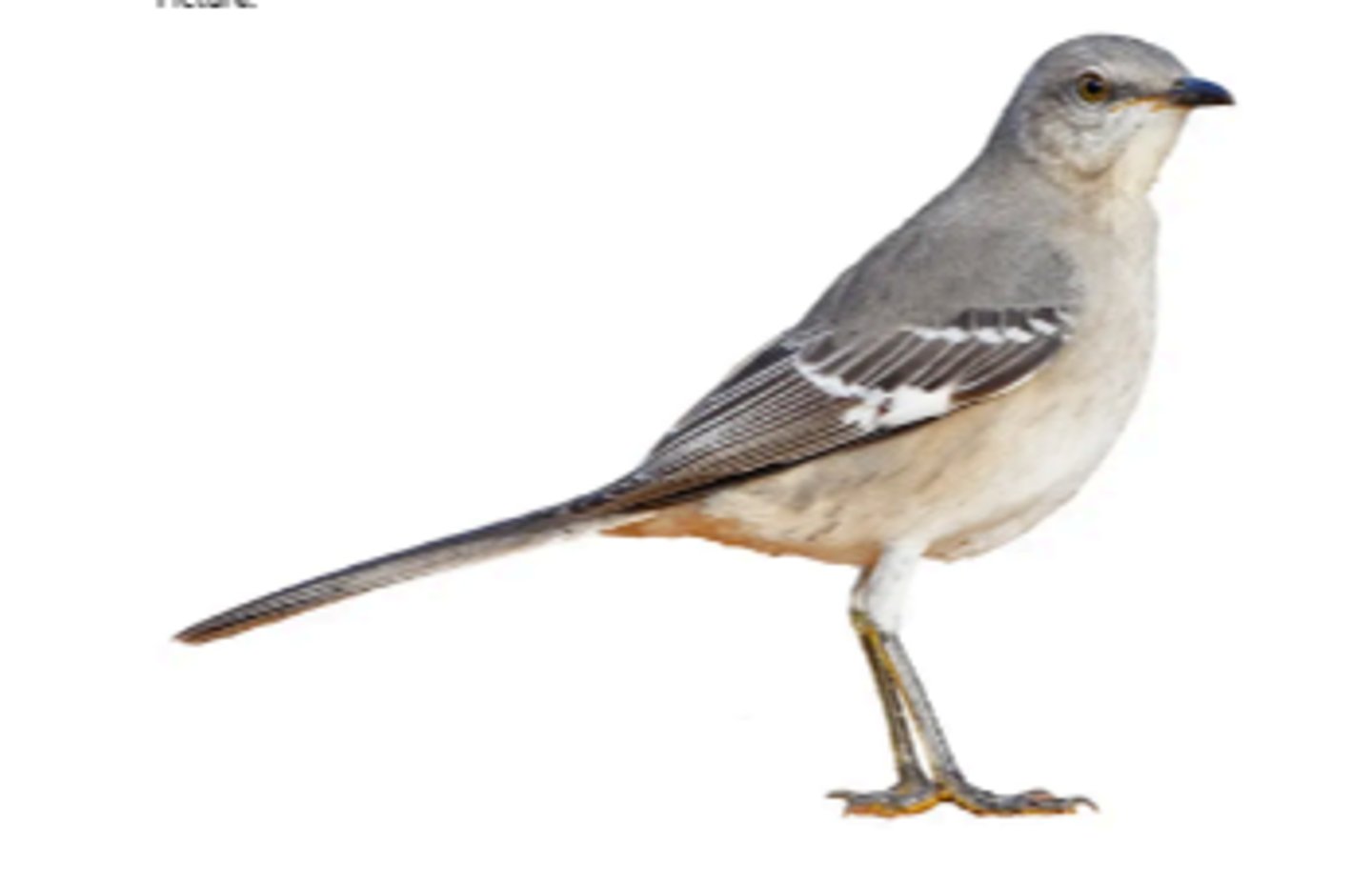 <p>Insects and berries</p>