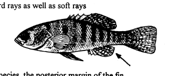 <p>Median ventral fin located just posterior to anus</p>