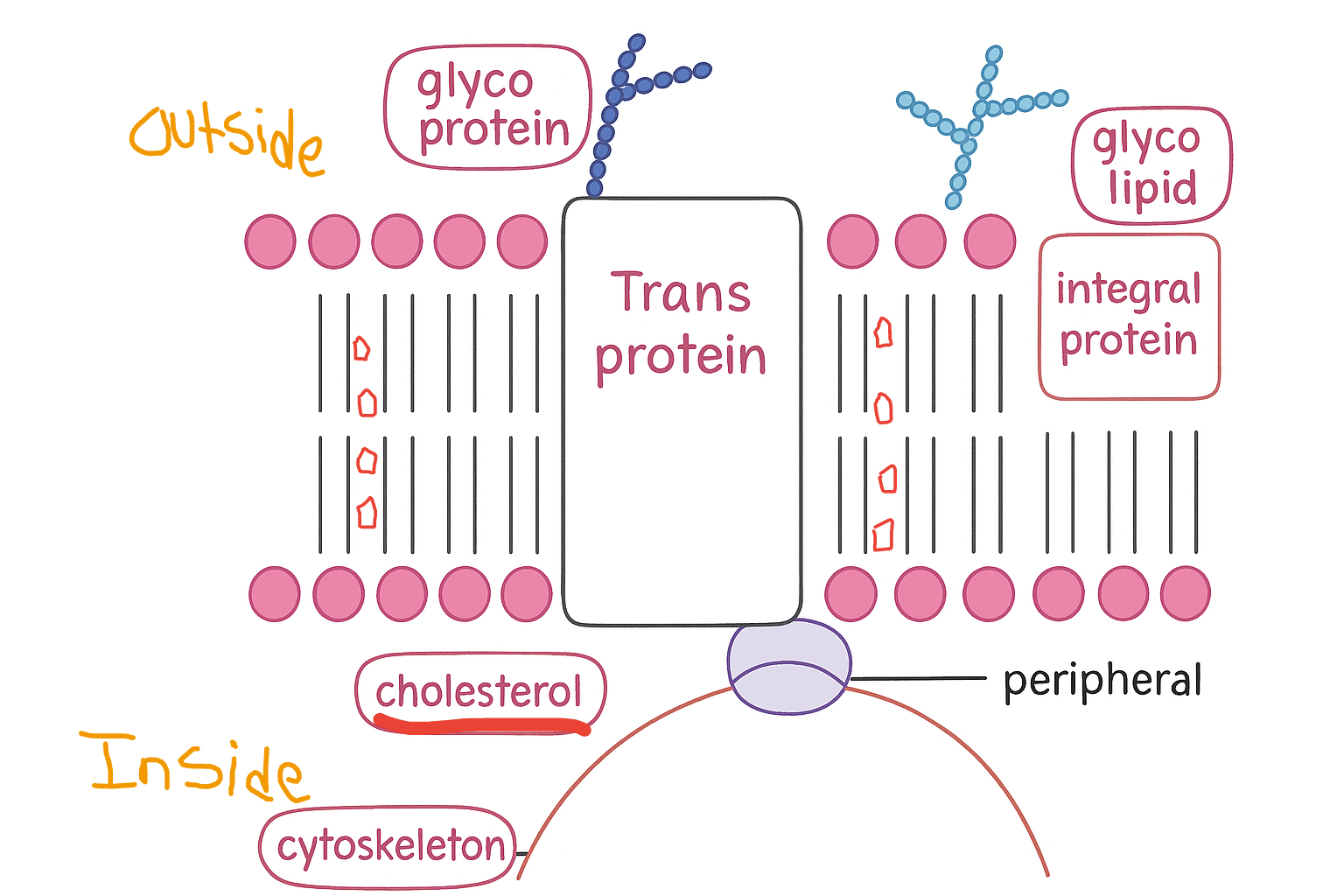 <p>Refer to picture!!! (Review)</p>