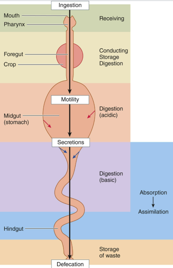 <p>digestive complex consisting of a long, continuous tube that extends from an entrance (mouth) to an exit (anus)</p><ul><li><p>one-way digestive tract</p></li><li><p>allows simultaneous operation of sequential stages in the processing of food</p></li><li><p>reduces mixing of digested and undigested matter</p></li></ul><p></p>