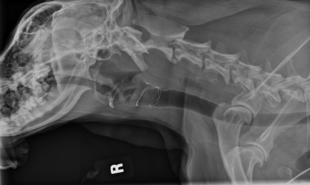 <p>Label the following structures of this lateral canine radiograph:</p><p>Nasopharynx</p><p>Oropharynx</p><p>Soft palate</p><p>Hyoid apparatus</p><p>Trachea</p><p>Oesophagus</p>