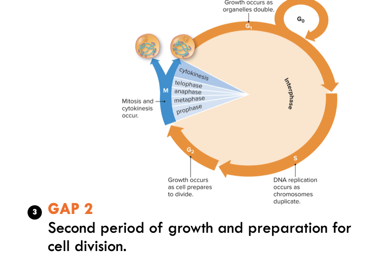 <ul><li><p>Preparation for mitosis</p></li><li><p>Cell replenishes energy</p></li><li><p>Cytoskeleton is dismantled</p></li><li><p>Cell growth</p></li></ul>