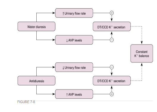 <p>NET Effect: <span>AVP does not change overall urinary K⁺ excretion (K⁺ secretion remains constant)</span></p><div data-type="horizontalRule"><hr></div><p><strong><em><u><span>Stimulation of K+ Secretion:</span></u></em></strong></p><ul><li><p><span>increases Na⁺ conductance → depolarizes</span><br><span>apical membrane → ↑ driving force for K⁺ efflux.</span></p></li><li><p><span>increases apical K⁺ permeability → ↑ K⁺ secretion.</span></p></li></ul><div data-type="horizontalRule"><hr></div><p><strong><em><u>Inhibition:</u></em></strong></p><ul><li><p><span>AVP reduces tubular fluid flow → ↓ K⁺ secretion</span></p></li></ul><p></p>