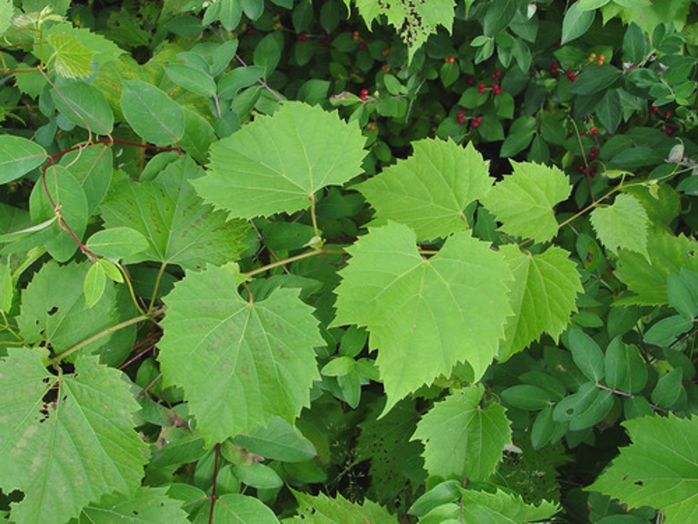 <p>Vitis riparia</p>