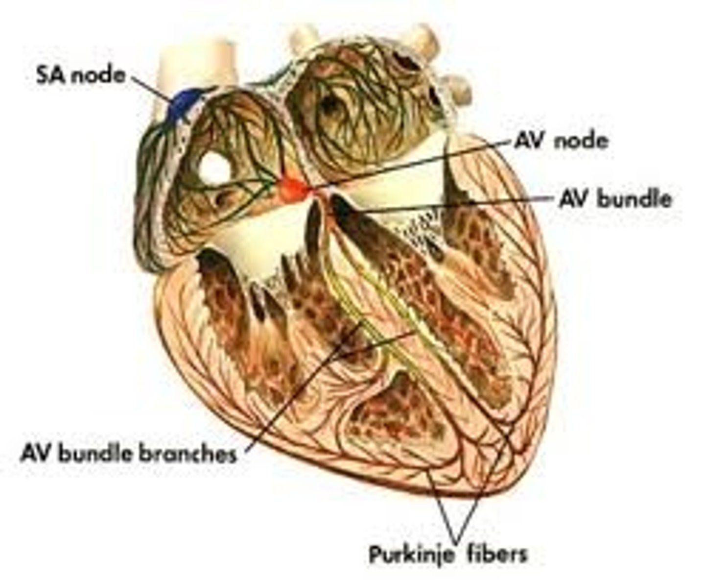 <p>fibers in the ventricles that transmit impulses to the right and left ventricles, causing them to contract..40 bpm</p>