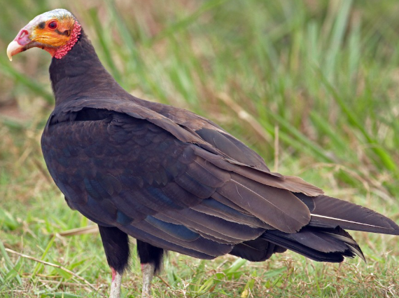 <p>What bird is this?</p>