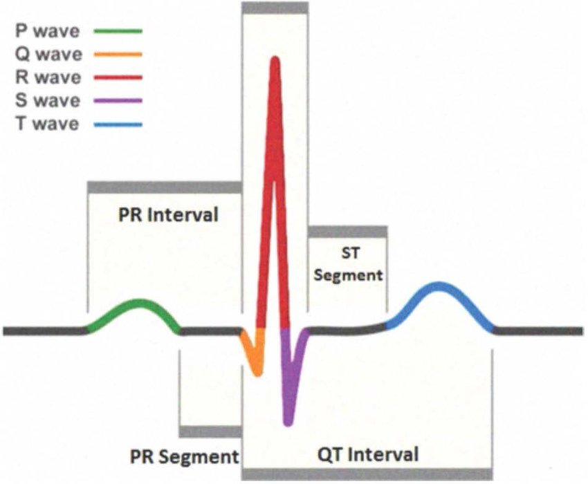 <p>L7: Identify the nerve conduction and contractile phases of the heart for each interval listed below.</p><img src="https://knowt-user-attachments.s3.amazonaws.com/ddcd3a06-16d5-4292-ae4d-4128b34d2699.png" data-width="100%" data-align="center" alt="knowt flashcard image"><p></p>