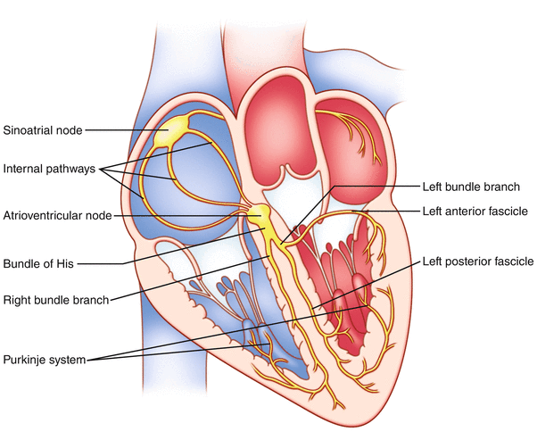 <p>Left </p><p>anterior and posterior fascicle </p>