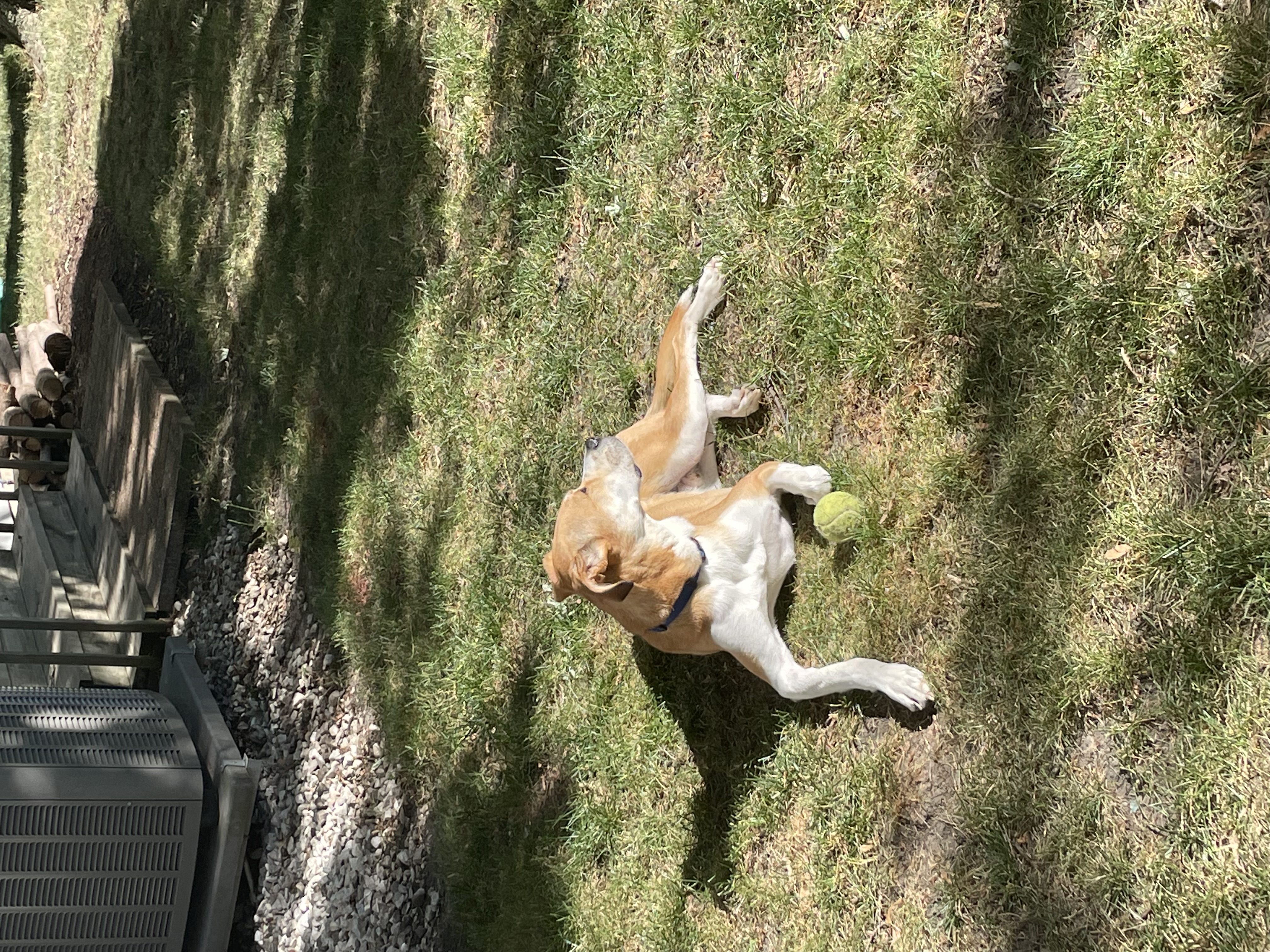 <p>You (formal) went up</p><figure data-type="blockquoteFigure"><div><blockquote><p class="my-2 [&amp;+p]:mt-4 [&amp;_strong:has(+br)]:inline-block [&amp;_strong:has(+br)]:pb-2"><strong><em><br>English: You got into the car with my dog to go to the park.</em></strong></p></blockquote><figcaption></figcaption></div></figure><p><br></p>