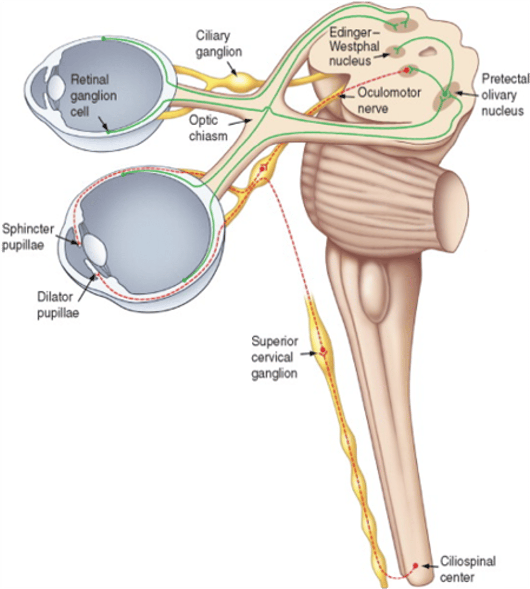 <p>Sphincter pupillae</p>