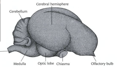 <p>can count, talk, answer spoken questions, but have small and smooth brains</p>