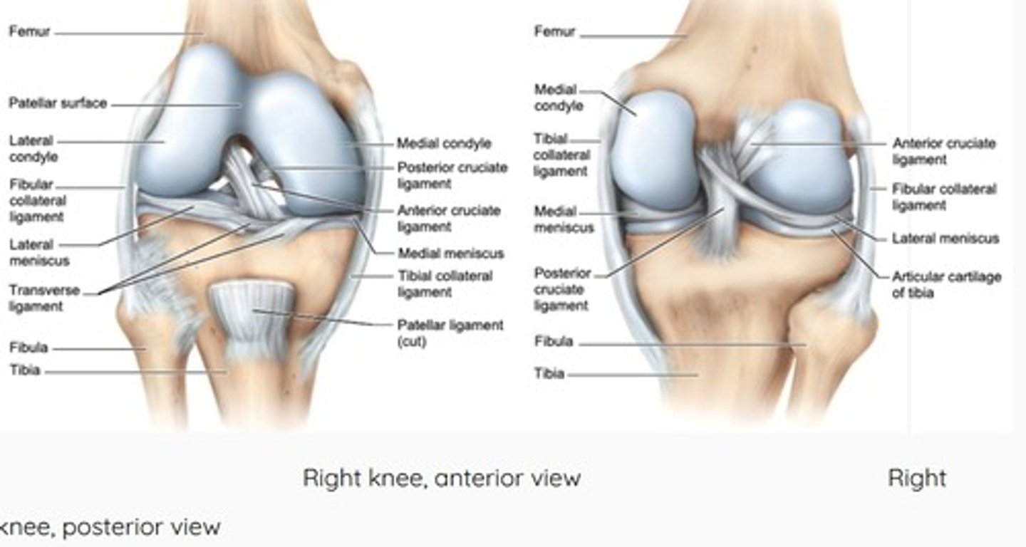 <p>-lateral and medial condyles of femur (LM)</p><p>-lateral and medial condyles of tibia (LM)</p><p>-synovial (SC)</p><p>-hinge (ST)</p><p>-anterior cruciate ligament (S)</p><p>-joint capsule (S)</p><p>-lateral/fibular collateral ligament (S)</p><p>-lateral meniscus (S)</p><p>-medial/tibial collateral ligament (S)</p><p>-medial meniscus (S)</p><p>-patellar ligament (S)</p><p>-patellar tendon (S)</p><p>-posterior cruciate ligament (S)</p>