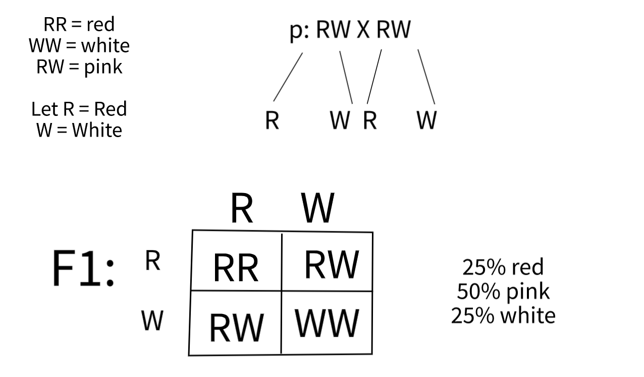 An example problem for incomplete dominance.