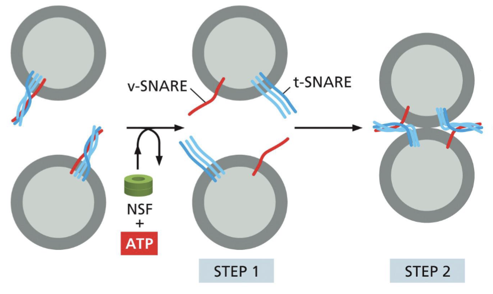 <p>has COP II coat, form a vesicular tubular cluster by fusing with each other (this moves to golgi apparatus). NSF, using ATP, untangles v-SNARE and t-SNARE on its vesicles → tangle v-SNARE and t-SNARE on opposite vesicles → fuse together</p>