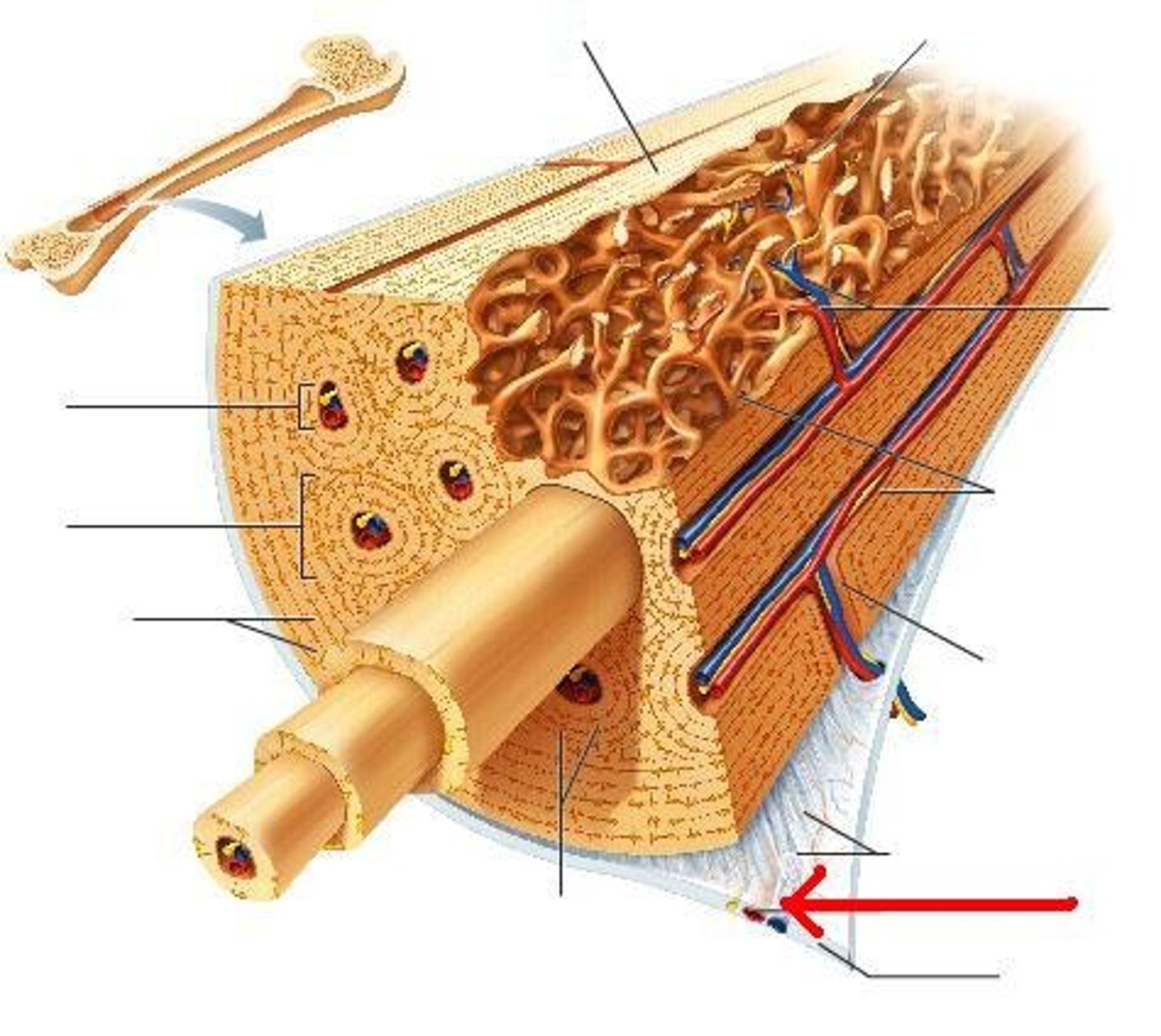 <p>Travels through the long bone delivering nutrients.</p>
