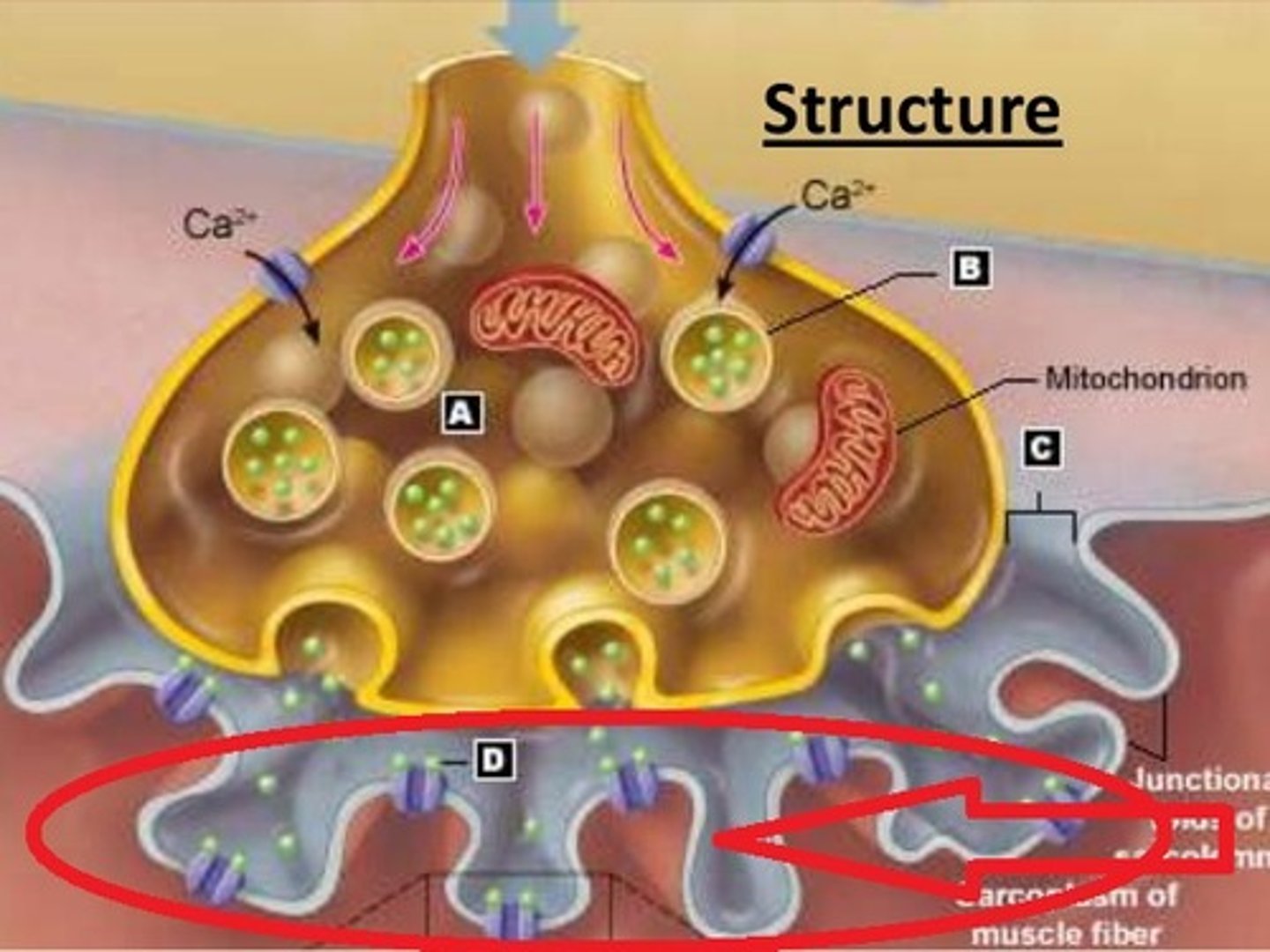 <p>Invaginations of the sarcolemma where ACh receptors are especially concentrated.</p>