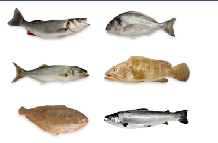 <p><span style="color: rgb(255, 255, 255);">Groups of individuals that are morphologically similar to one</span><span style="color: rgb(255, 255, 255);"><br></span><span style="color: rgb(255, 255, 255);">another and are morphologically distinct from other such groups</span></p>