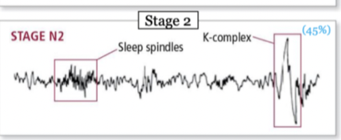 stage 2; state of deep relaxation; theta waves dominate brain activity, but they are interrupted by sleep spindles and K-complexes