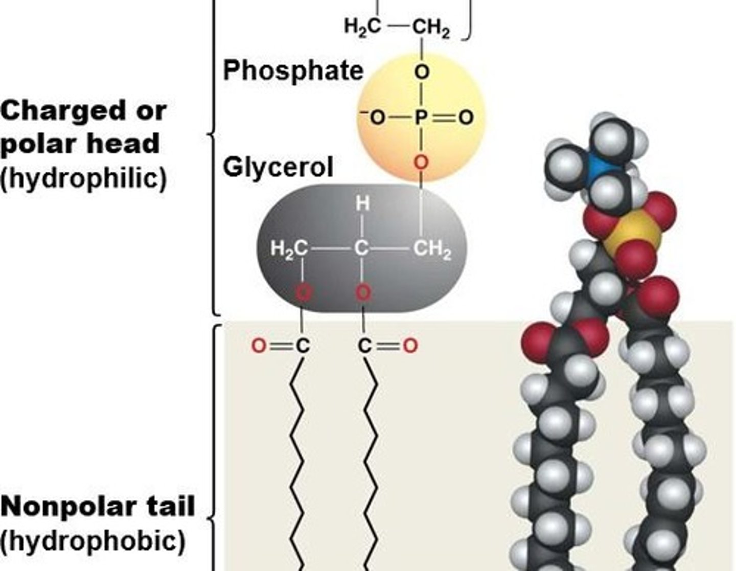<p>Two fatty acids, glycerol, phosphate group.</p>