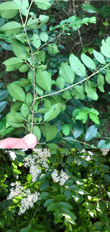 <p>What is the scientific name (genus and specific epithet) of this plant?</p>